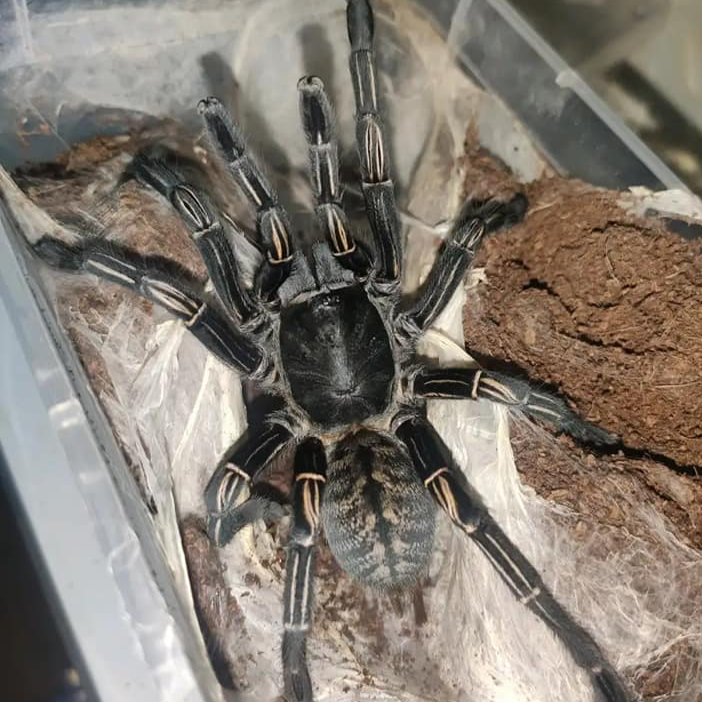 Cyriopagopus albostriatus (Thai Zebra) 0.75"