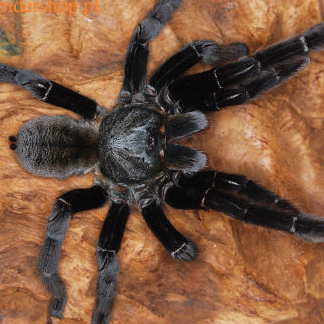 Ornithoctoninae sp 'Khao Sok' (Khao Sok Earth Tiger) 1.5"