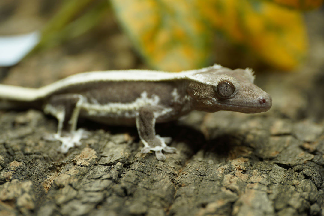 Correlophus ciliatus (Crested Gecko) Altitude Lineage - Lily White Axanthic Baby 1