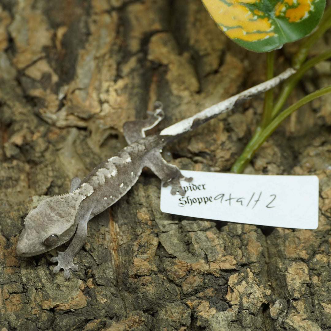 Correlophus ciliatus (Crested Gecko) Altitude Lineage - Axanthic Baby 2