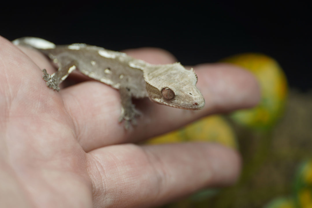 Correlophus ciliatus (Crested Gecko) Axanthic Baby 2