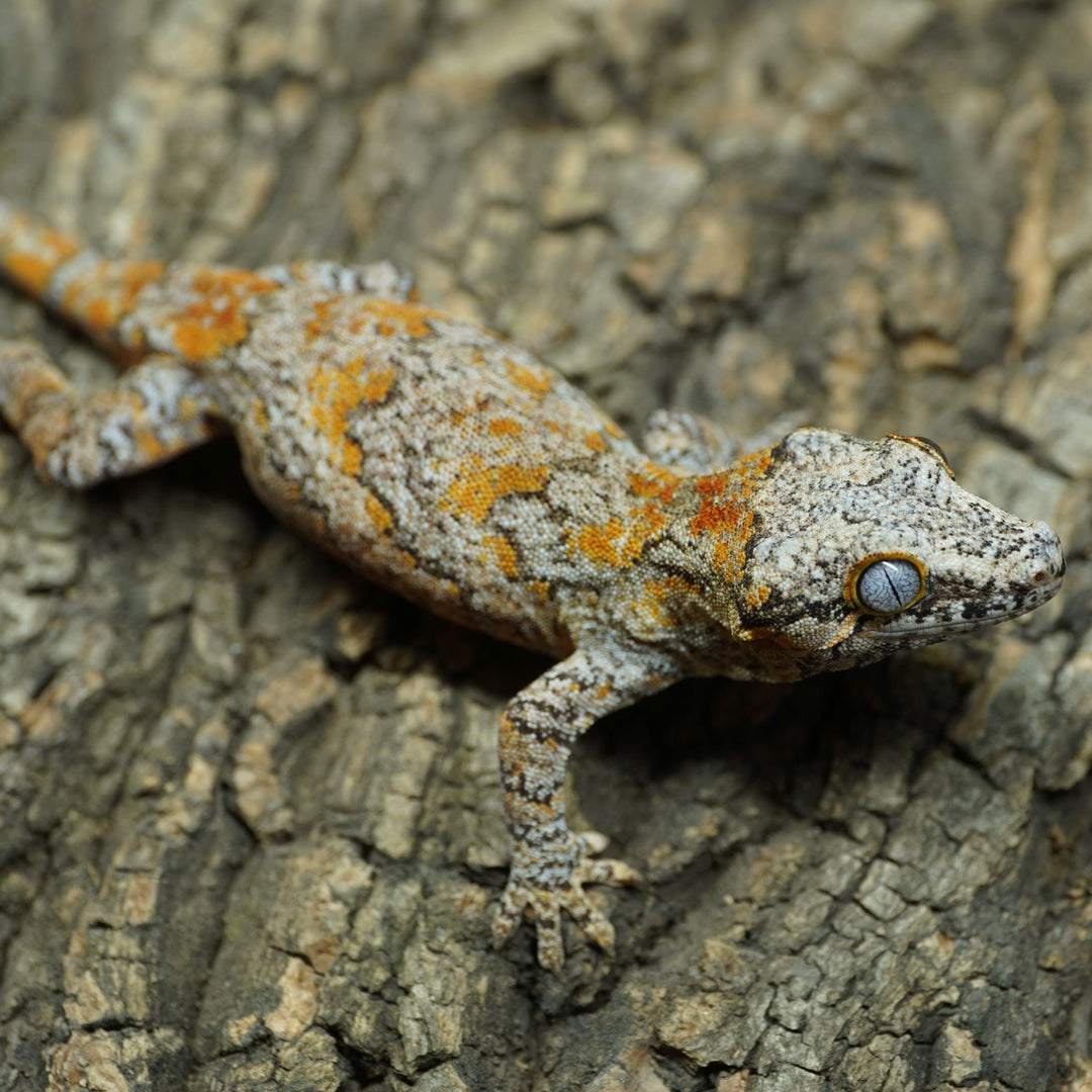 Rhacodactylus auriculatus (Gargoyle Gecko) Petrie x GRR 62223