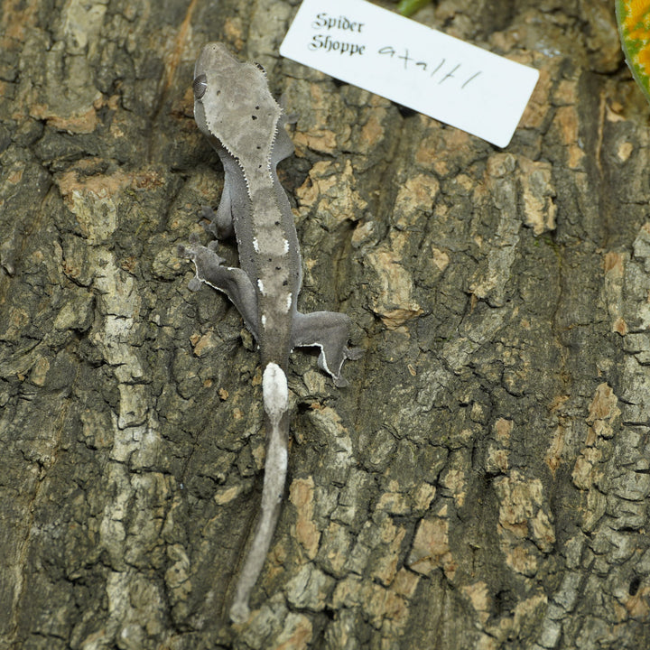 Correlophus ciliatus (Crested Gecko) Altitude Lineage - Axanthic Baby 1