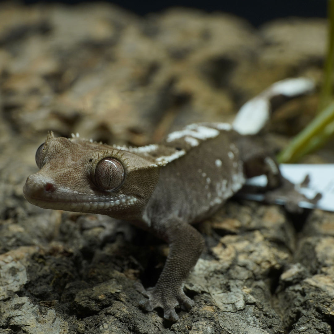 Correlophus ciliatus (Crested Gecko) Altitude Lineage - Axanthic Baby 3