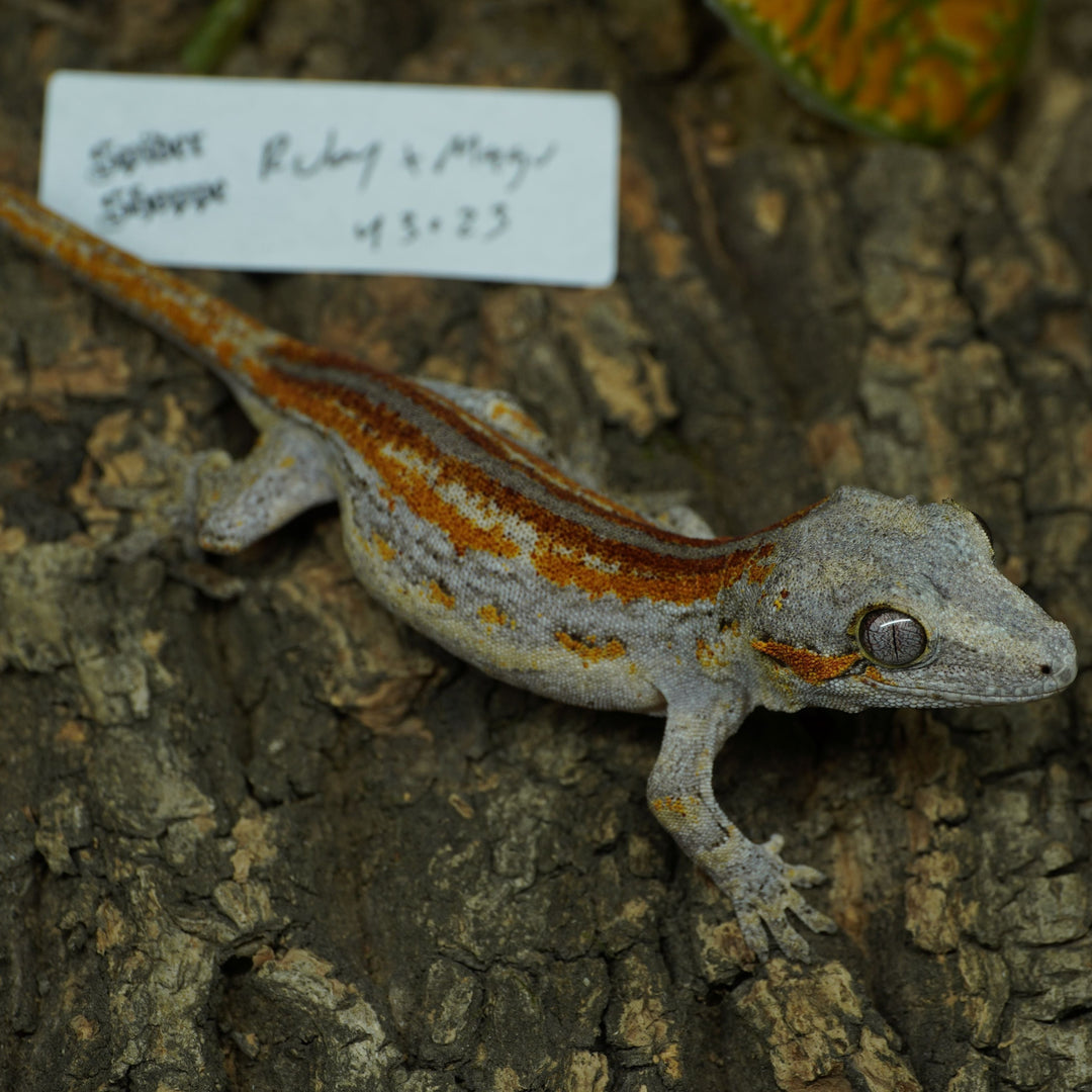 Rhacodactylus auriculatus (Gargoyle Gecko) Ruby x Mugu 43023