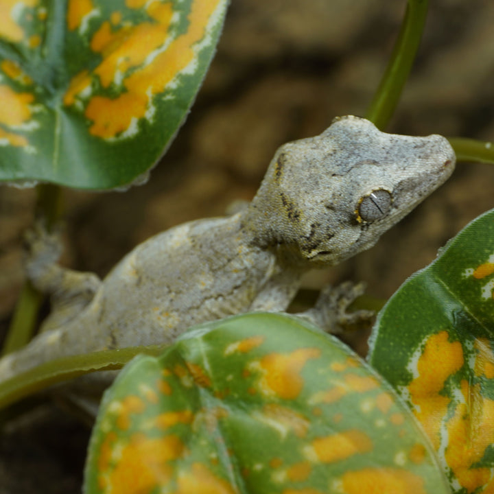 Rhacodactylus auriculatus (Gargoyle Gecko) Petrie x GRR 122823
