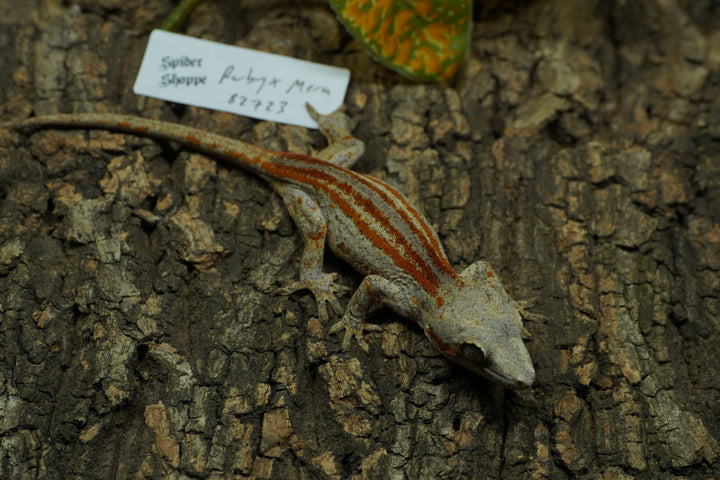 Rhacodactylus auriculatus (Gargoyle Gecko) Ruby x Mugu 82723
