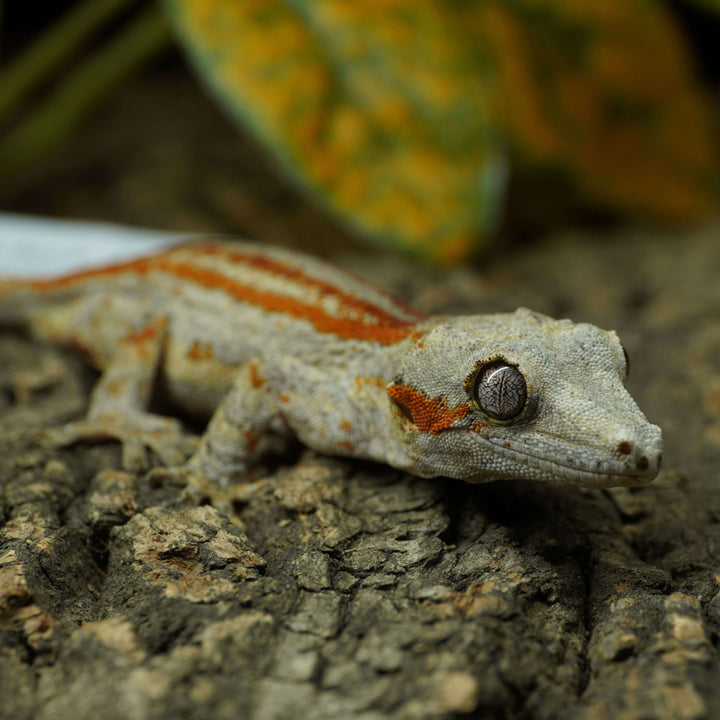 Rhacodactylus auriculatus (Gargoyle Gecko) Ruby x Mugu 82723