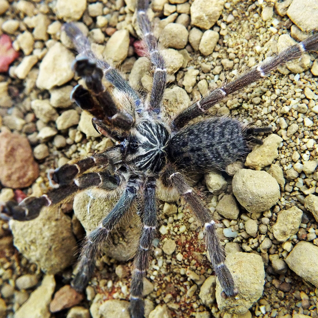 Pterinochilus murinus 'Kigoma' (Kigoma Baboon) 1"