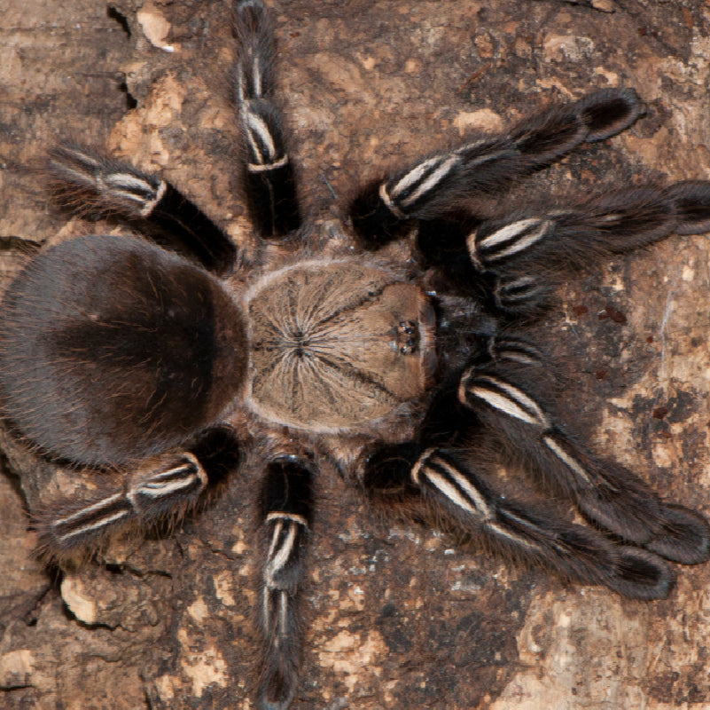 Ephebopus murinus (Skeleton Leg) 1" | 4" FEMALE