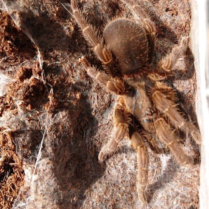 Euthycaelus sp 'Santander' 0.5"
