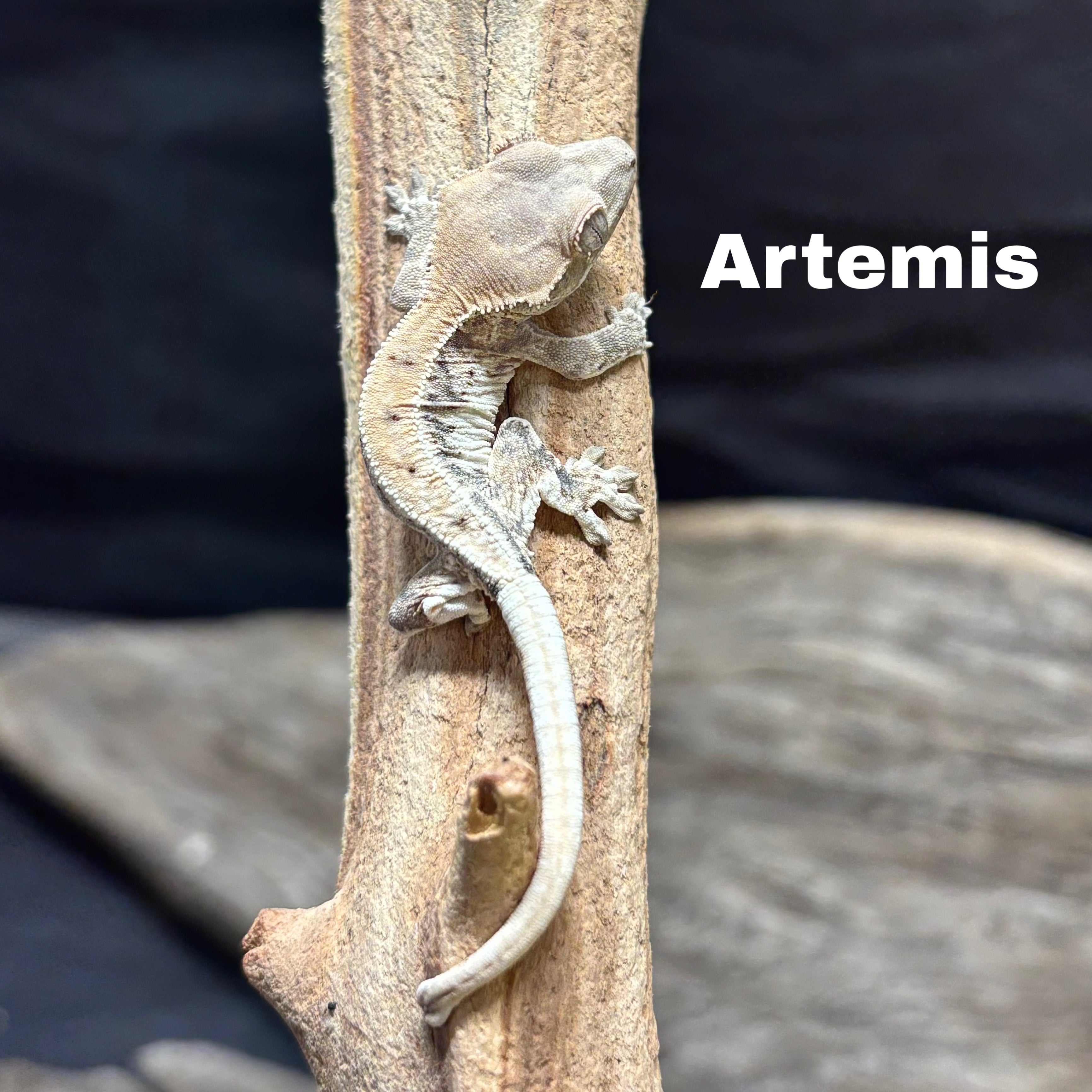 crested gecko lily white Correlophus ciliatus (Crested Gecko) Sable Lily White – Spider Shoppe
