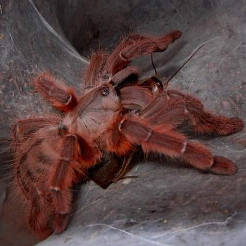 Aspinochilus rufus (Peach Earth Tiger) 0.75"