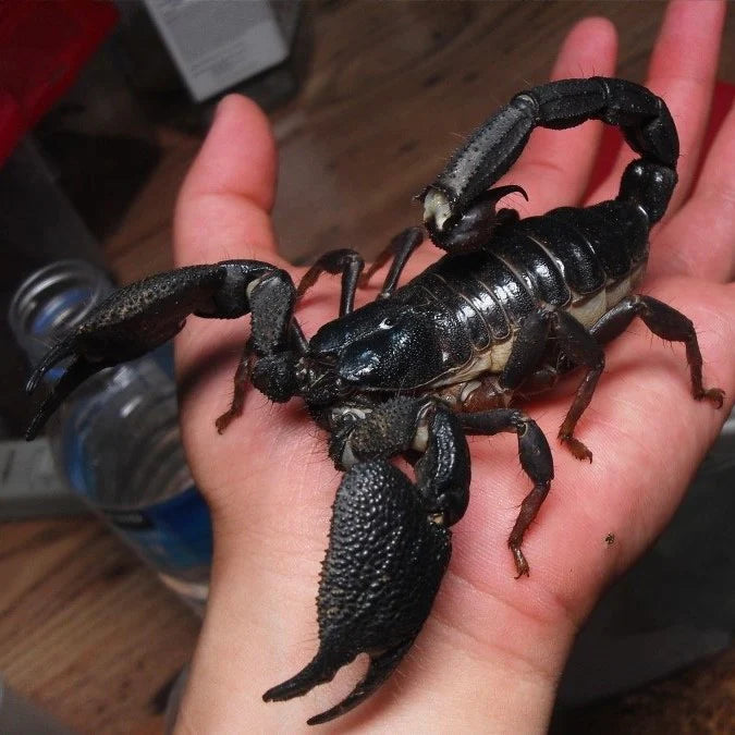 Gigantometrus swammerdami (Giant Forest Scorpion) 1-1.5"