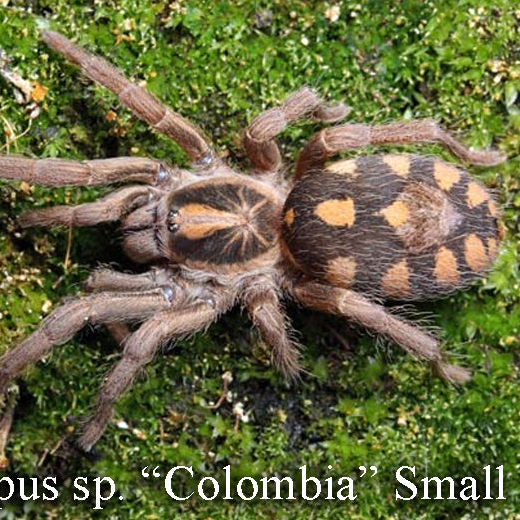 Hapalopus sp 'Colombia Small' (Munchkin Patch)  MM
