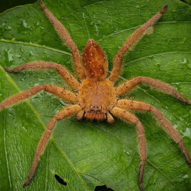 Heteropoda pingungensis (Pingtung Huntsman) 2"