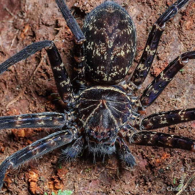 Heteropoda tetrica (Black Jaw Huntsman) 2-3"