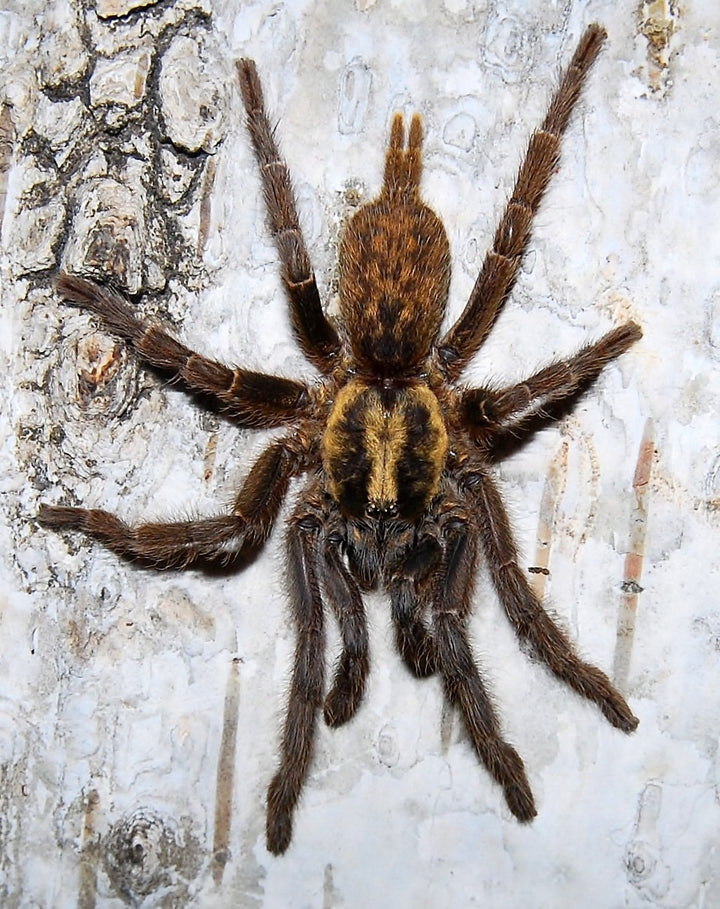 Heterothele sp 'Villosella' (Tanzanian Chestnut Baboon) 0.25" | MM