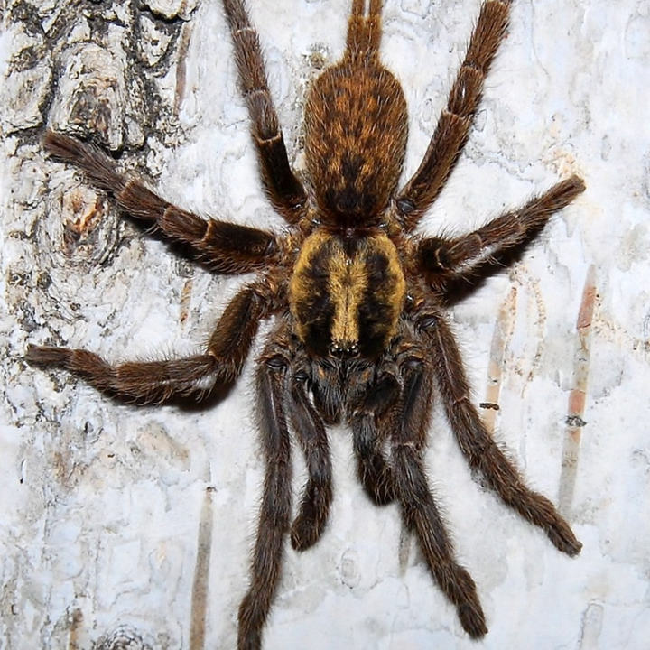 Heterothele sp 'Villosella' (Tanzanian Chestnut Baboon) 0.25" | MM