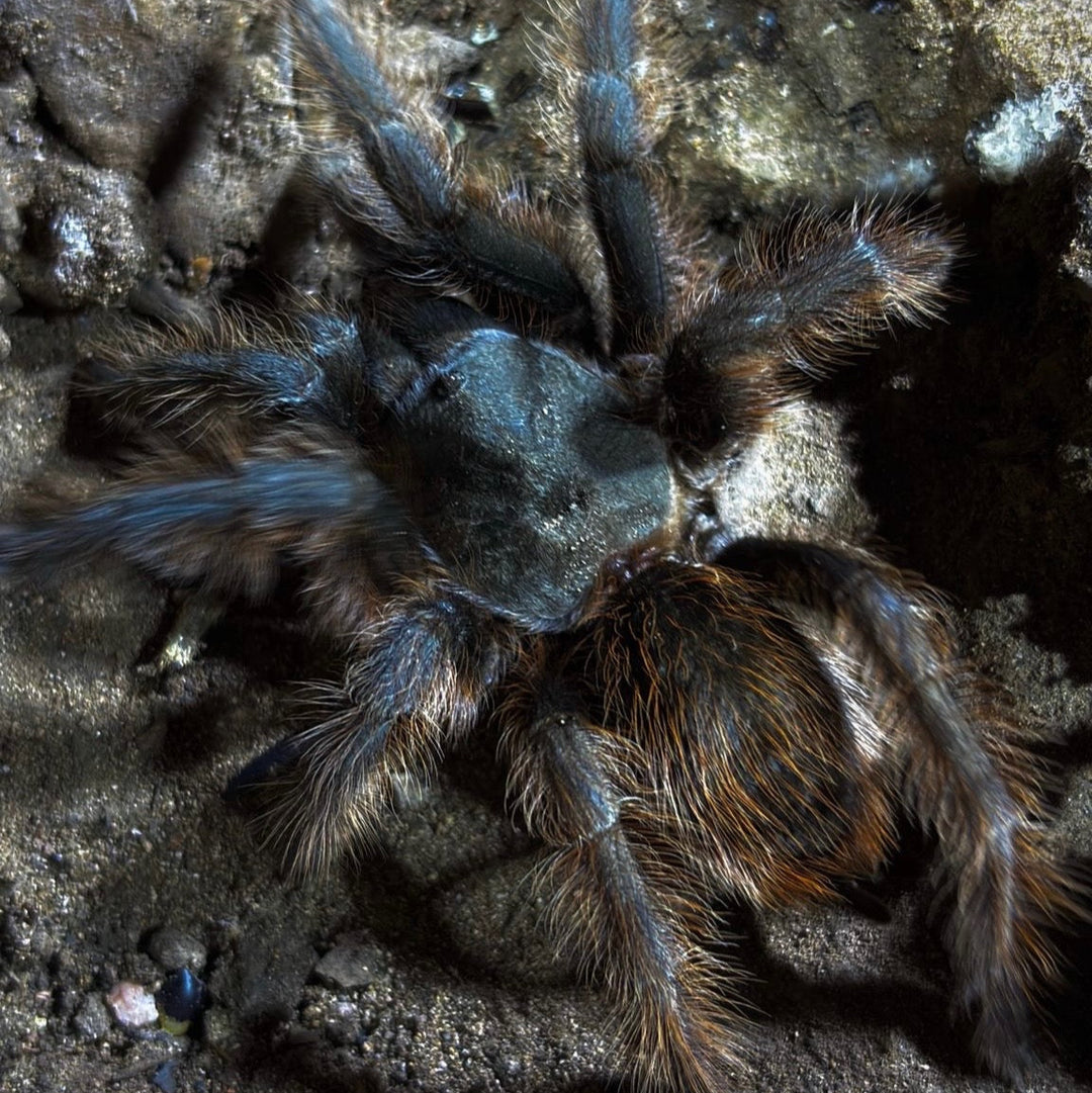 Aphonopelma chiricahua (Chiricahua Tarantula) 0.25"