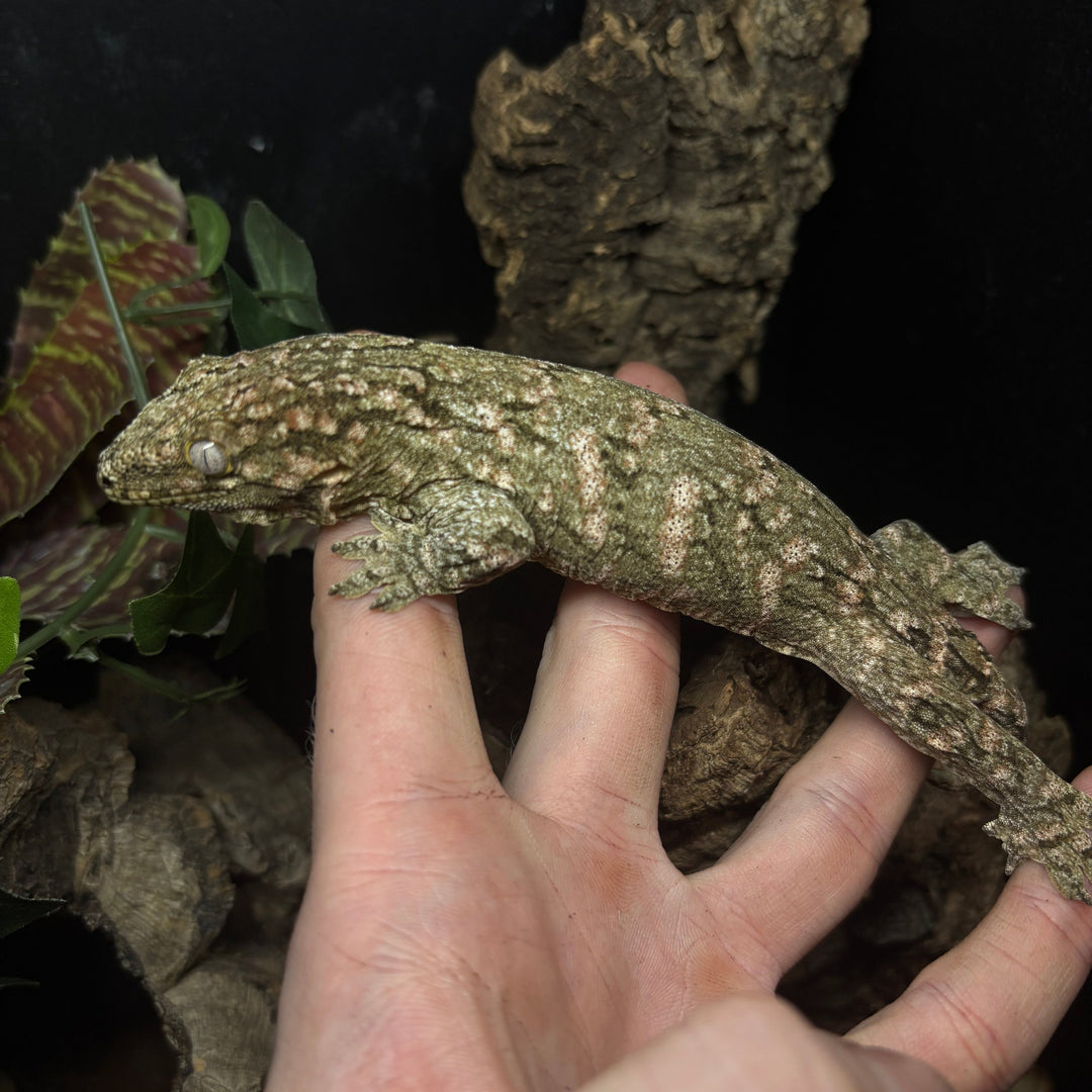 Rhacodactylus leachianus (New Caledonian Giant Gecko) High Color X 9-9-23