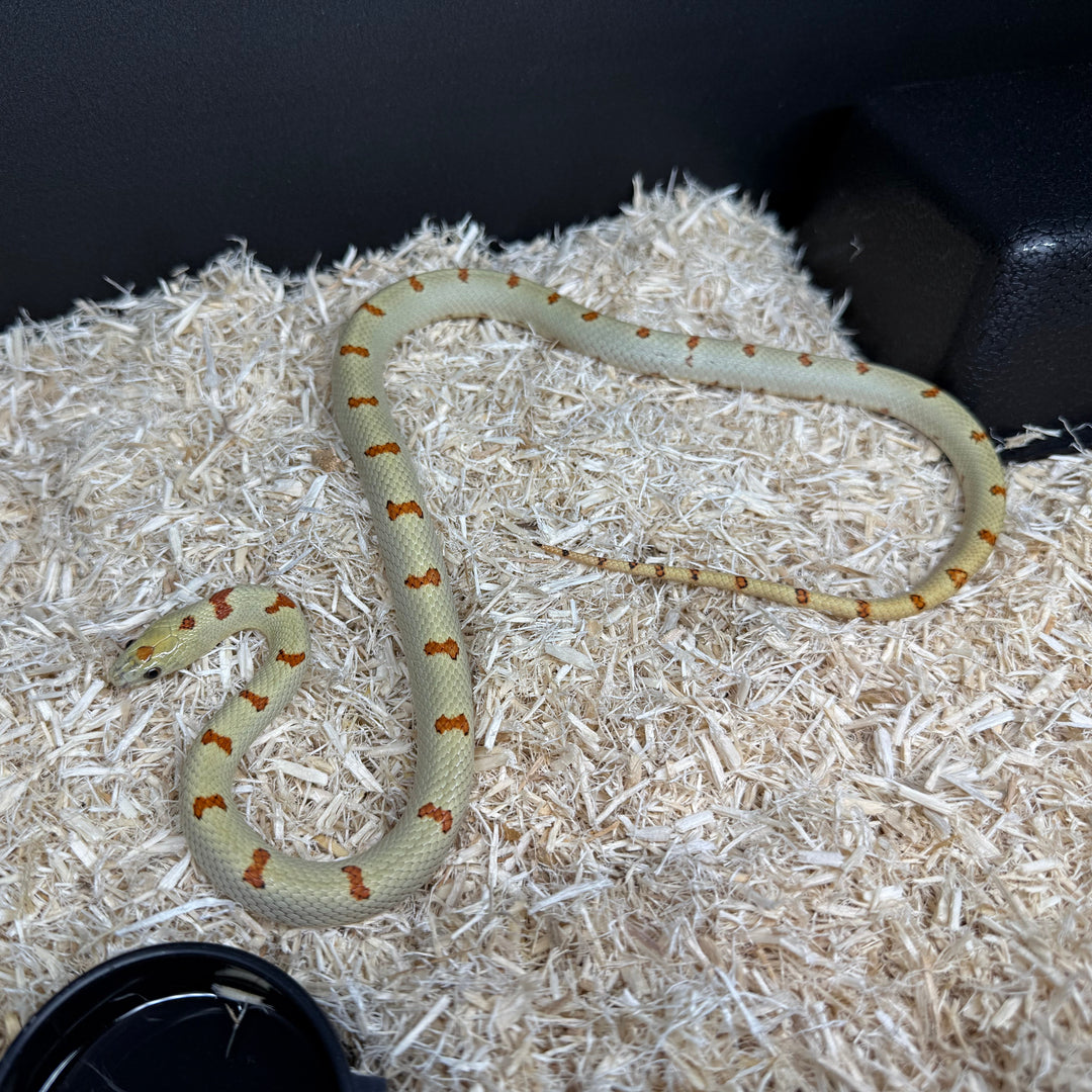Lampropeltis mexicana thayeri (Variable Kingsnake) juvenile