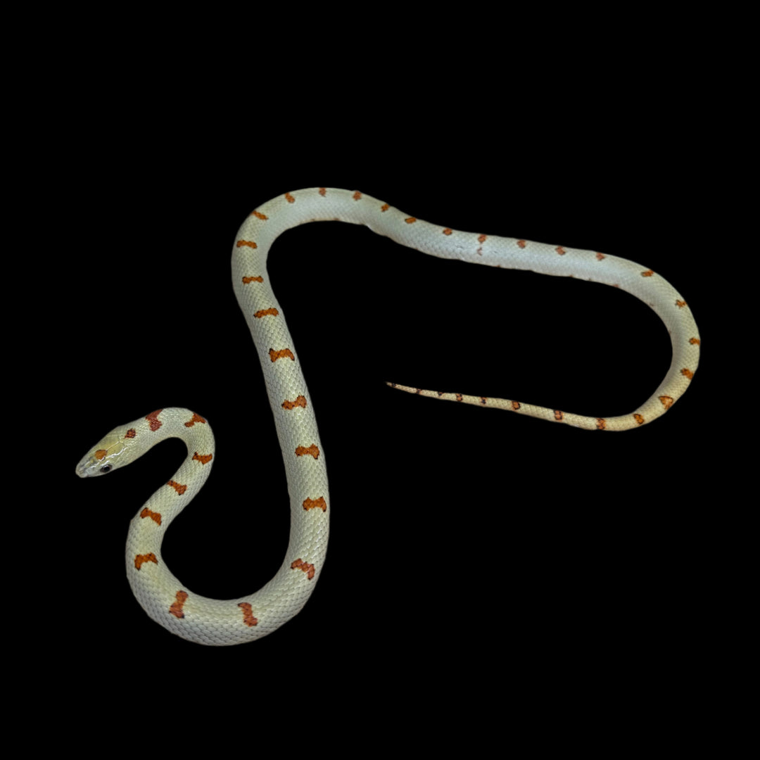 Lampropeltis mexicana thayeri (Variable Kingsnake) juvenile