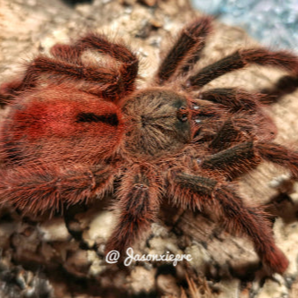 Iridopelma c.f. oliveira (Pink Burst) 0.5"