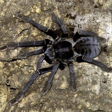 Lampropelma carpenteri (Sulawesi Black) 0.75"