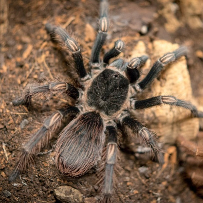 Lasiodorides straitus (Peruvian Orange Stripe) 6" FEMALES