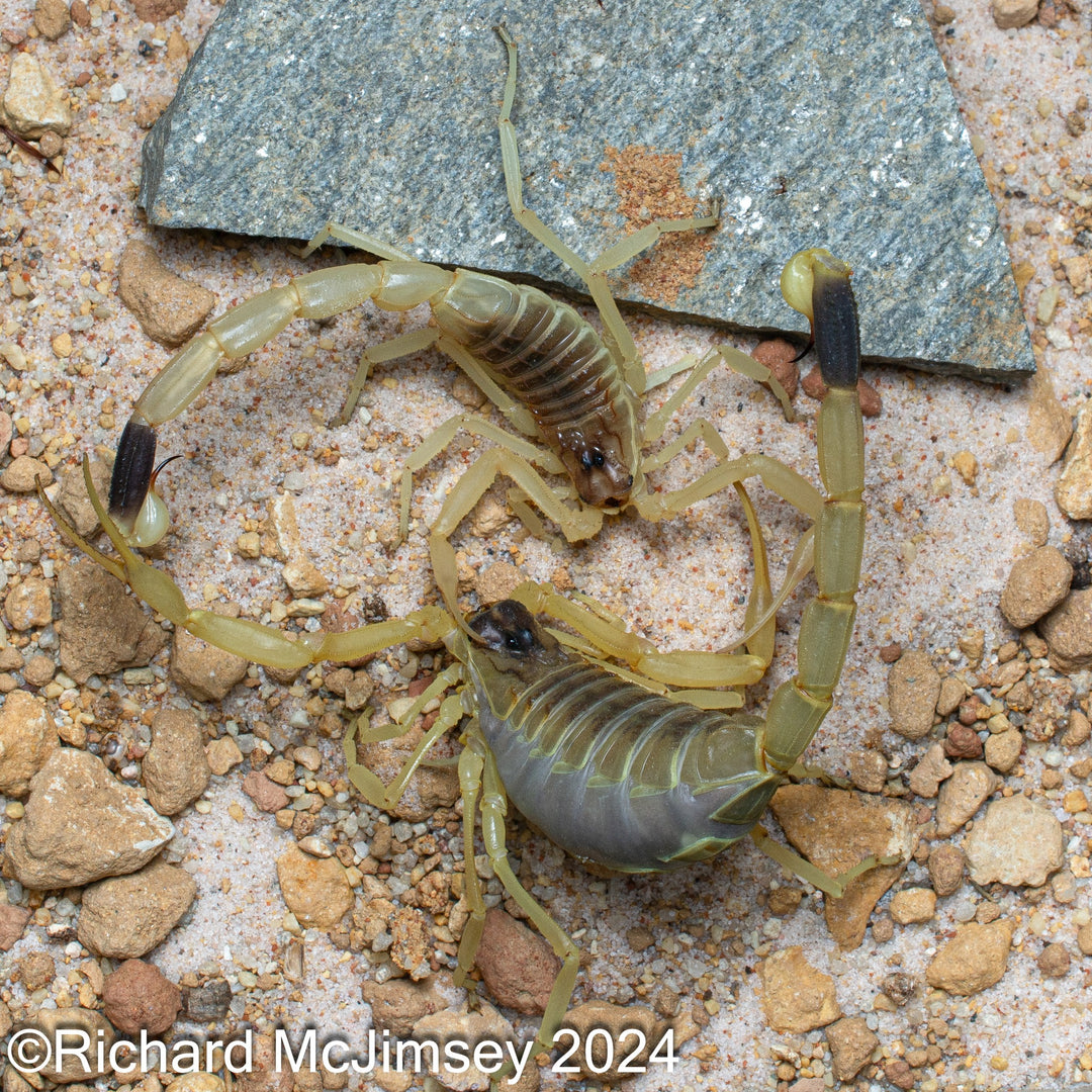 Leiurus heberti 'Yellow' (Hebrew Deathstalker) 0.5"