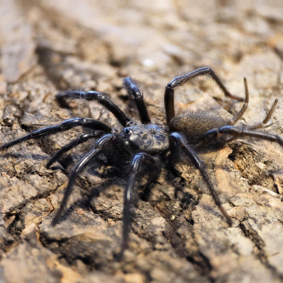 Macrothele yani (Yunnan Funnel Web) 0.25" | 1-1.5"
