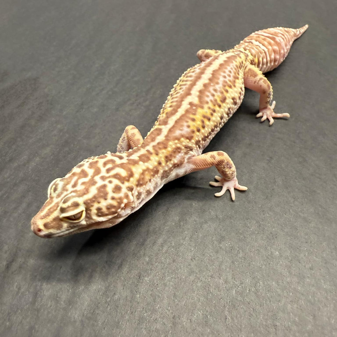 Eublepharis macularius (Leopard Gecko) Mack Snow Jungle Bell Albino - Female