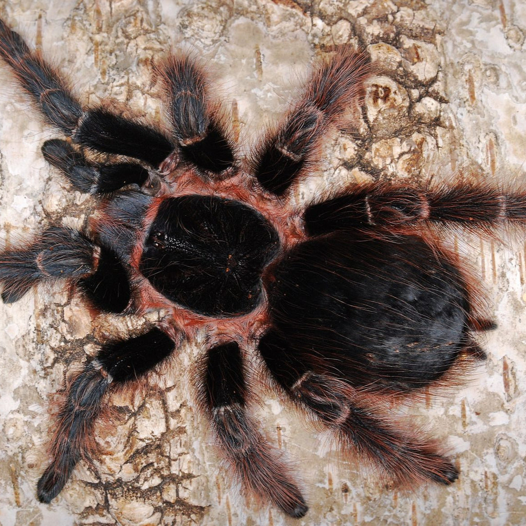 SPEND $150 GET Nhandu carapoensis (Brazilian Red & Black) 0.25" FREE!!