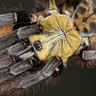 Phormingochilus sp 'Akcaya' (Indo Bat Eater) 1" | 2"