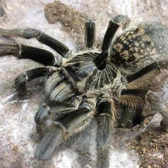 SPEND $100 GET Ceratogyrus marshalli (Straight Horned Baboon) 0.5" FREE!!