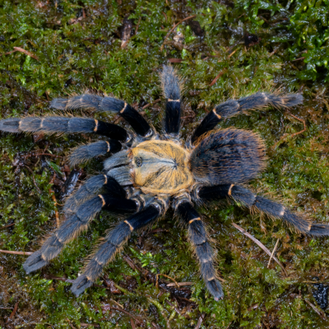 Ornithoctoninae sp 'Ho Chi Minh DCF' (Ho Chi Minh Earth Tiger) 0.5