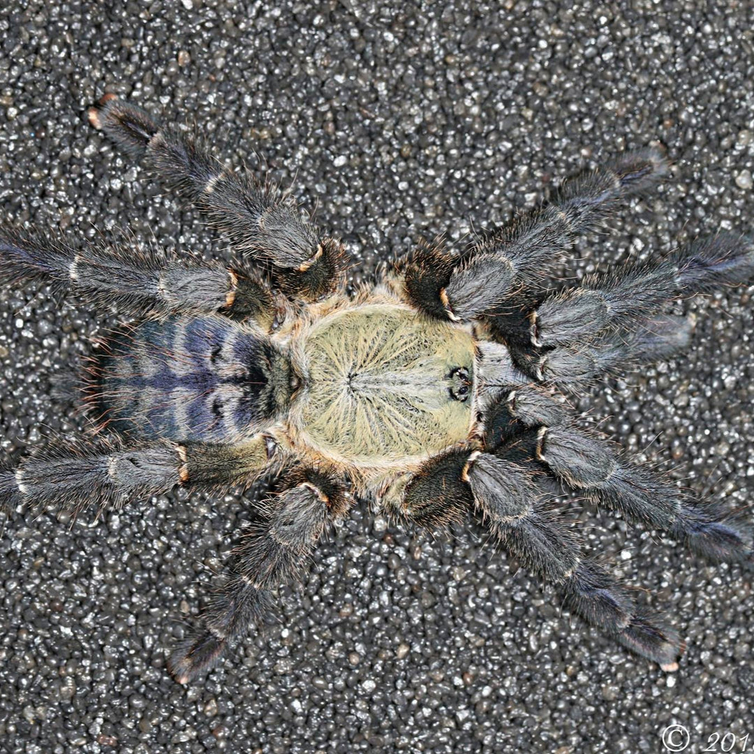 Ornithoctoninae sp 'South Cotabato' 4" FEMALE