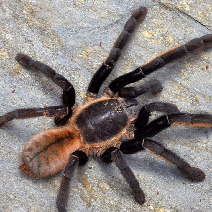 Ornithoctonus aureotibialis (Thai Golden Fringe) 2" FEMALE