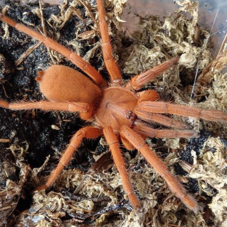 Selenobrachys (ex: Orphnaecus) philippinus (Philippine Tangerine) 1.5-2"