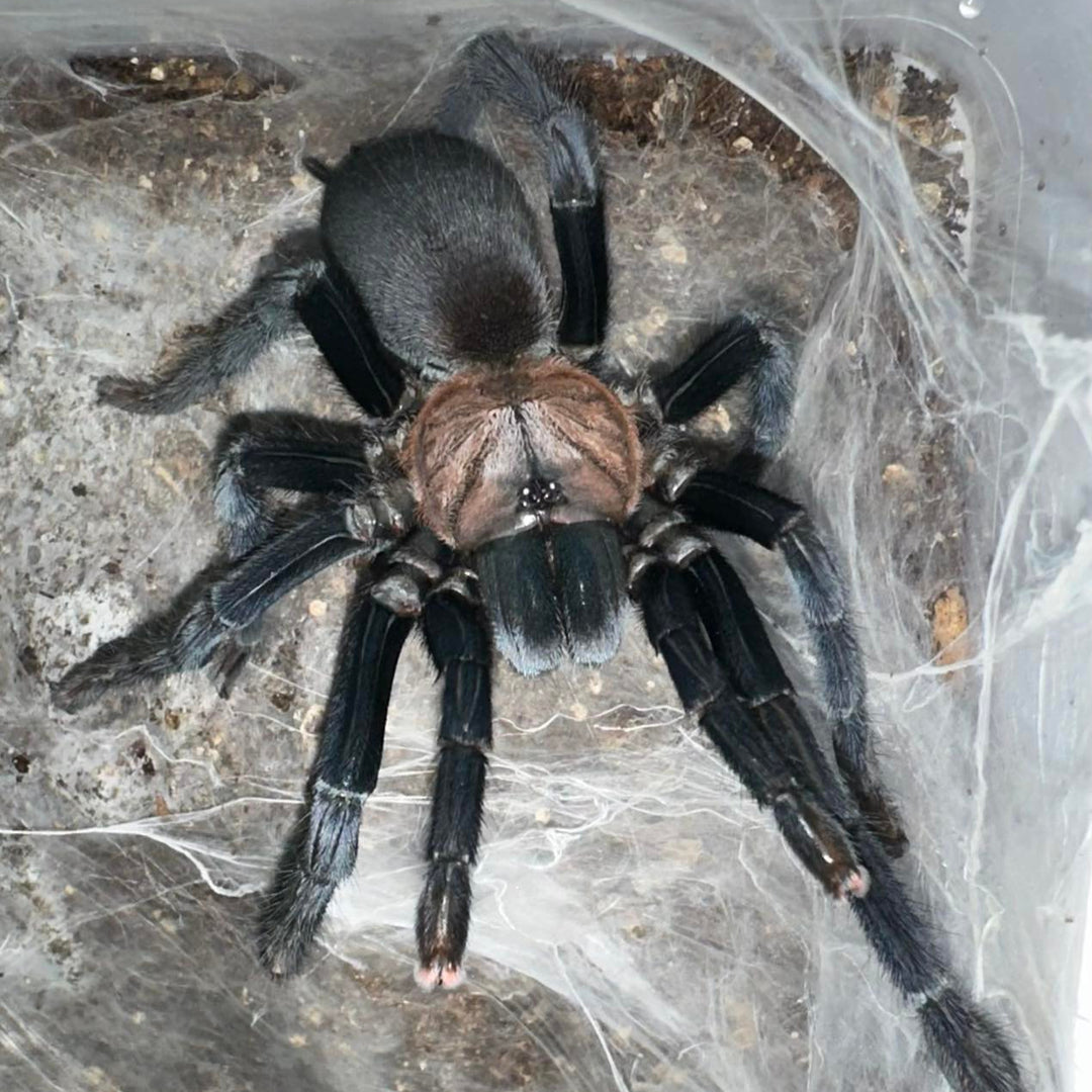 Orphnaecus sp 'Negros' (Negros Island Earth Tiger) 0.25"