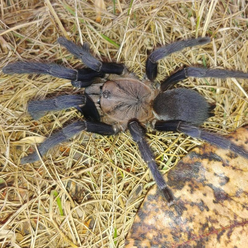 Orphnaecus sp 'Quezon Blue' (Quezon Blue Earth Tiger) 1.5"
