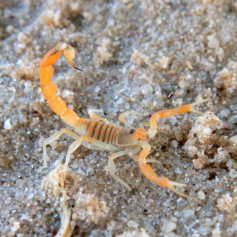 Parabuthus mossambicensis (Mozambique Orange Fat Tail) 1.5"