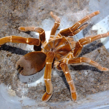Pelinobius muticus (King Baboon) 0.75"