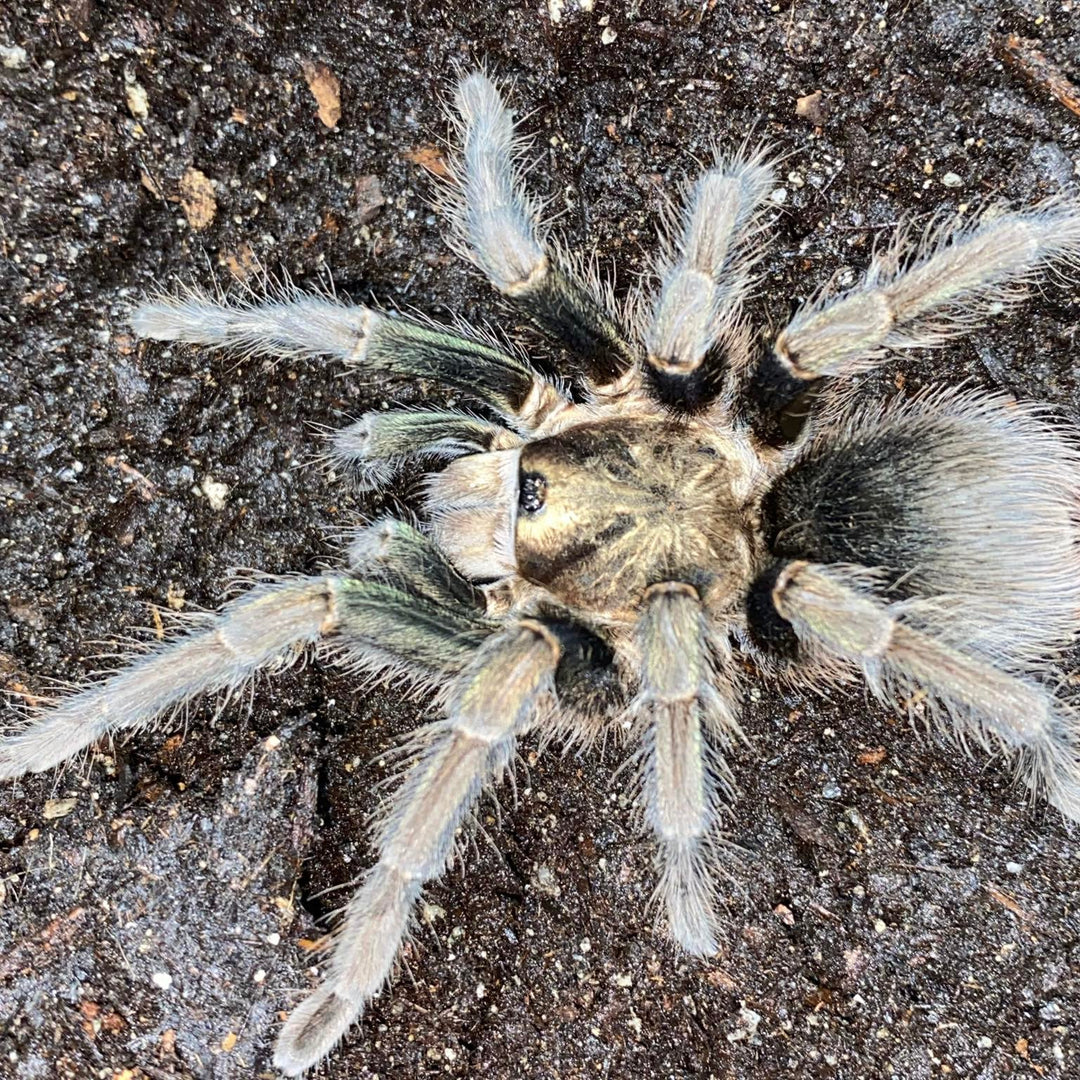 Phormictopus sp 'Green Gold Carapace' (Hispaniola Giant Green & Gold) 0.75"