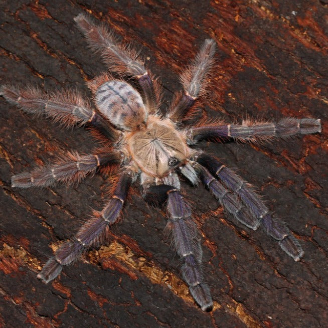 Phormingochilus everetti (Sarawak Red Tiger) 0.75" | 2"