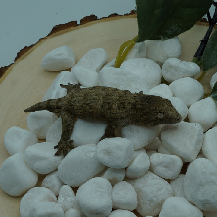 Rhacodactylus leachianus (New Caledonian Giant Gecko) Pine Isle x Nuu Ami (#1)