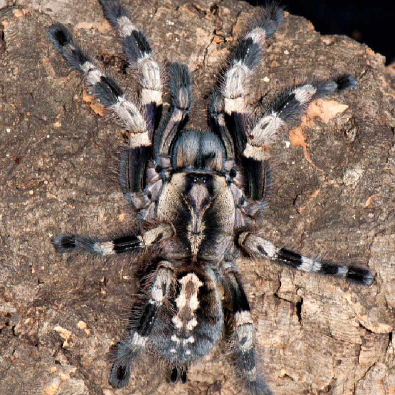 Poecilotheria miranda (Bengal Ornamental) MATURE MALE