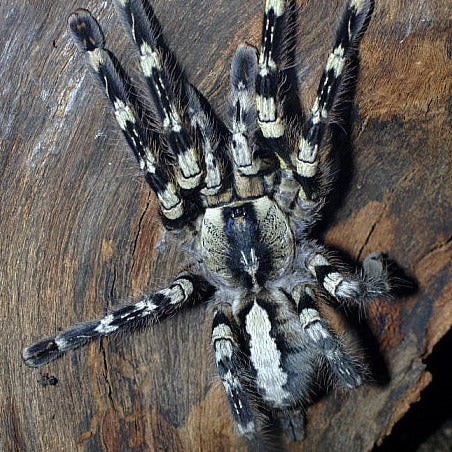 Poecilotheria regalis (Indian Ornamental) 0.75" (FREE ON ORDERS $250+)
