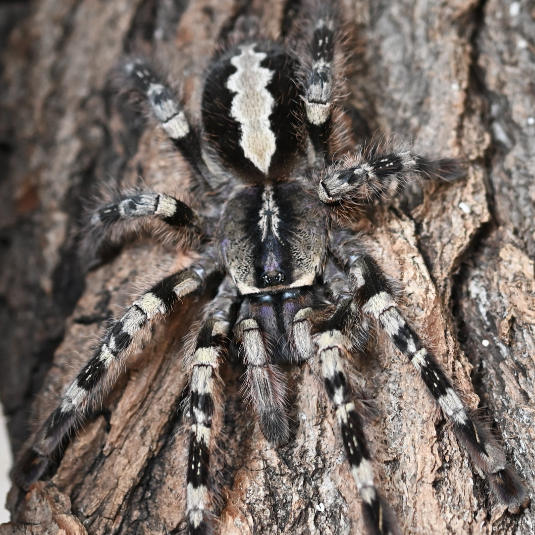 Poecilotheria vittata (Ghost Ornamental) MM | 5" FEMALE
